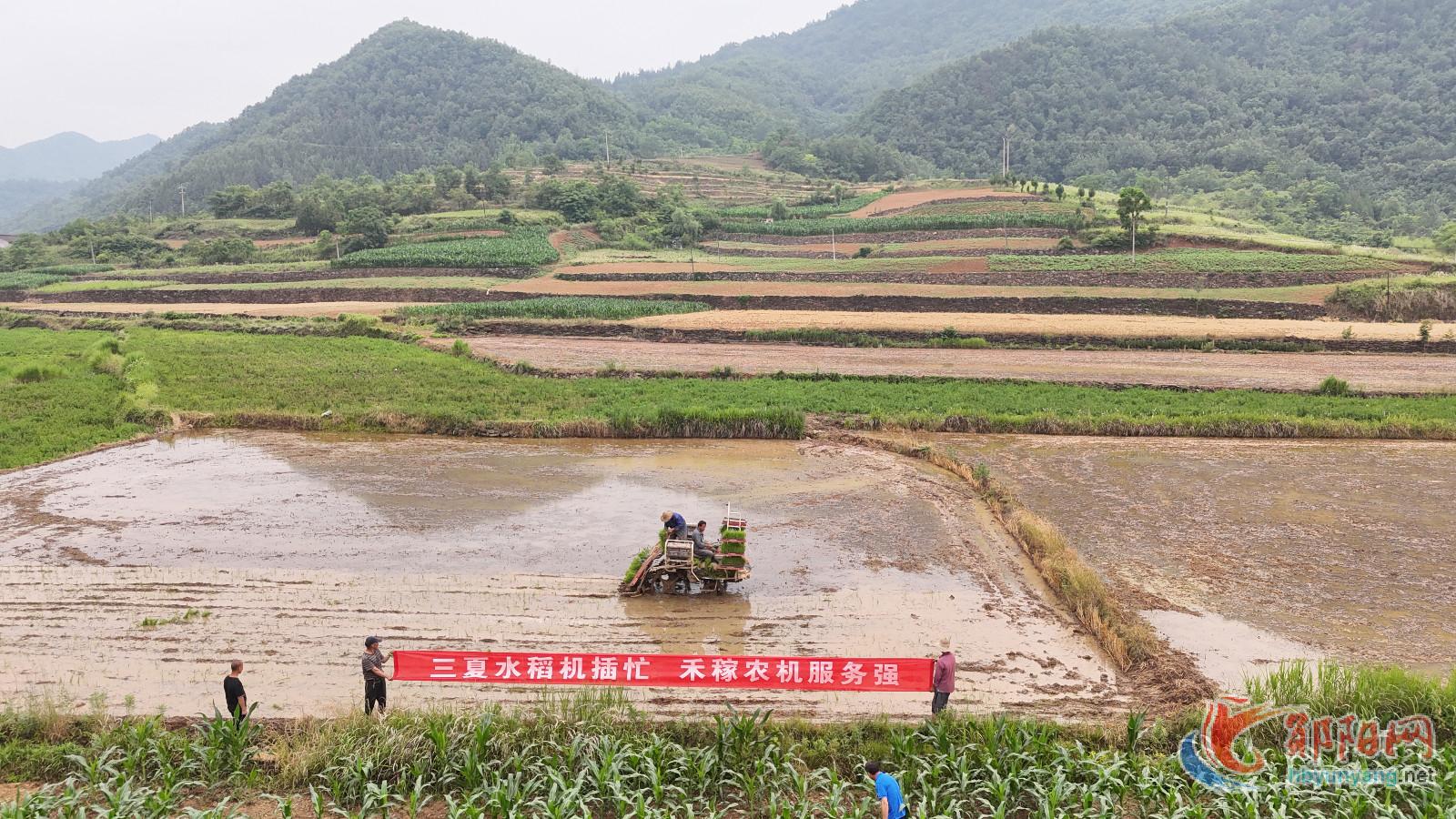郧阳：旱地改水田 机械插秧忙