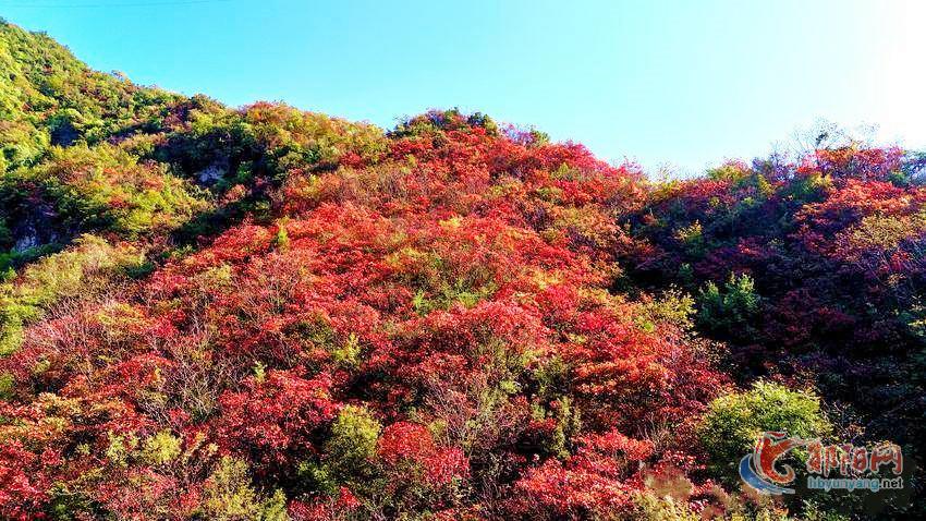 郧阳区大柳乡红叶满山美不胜收