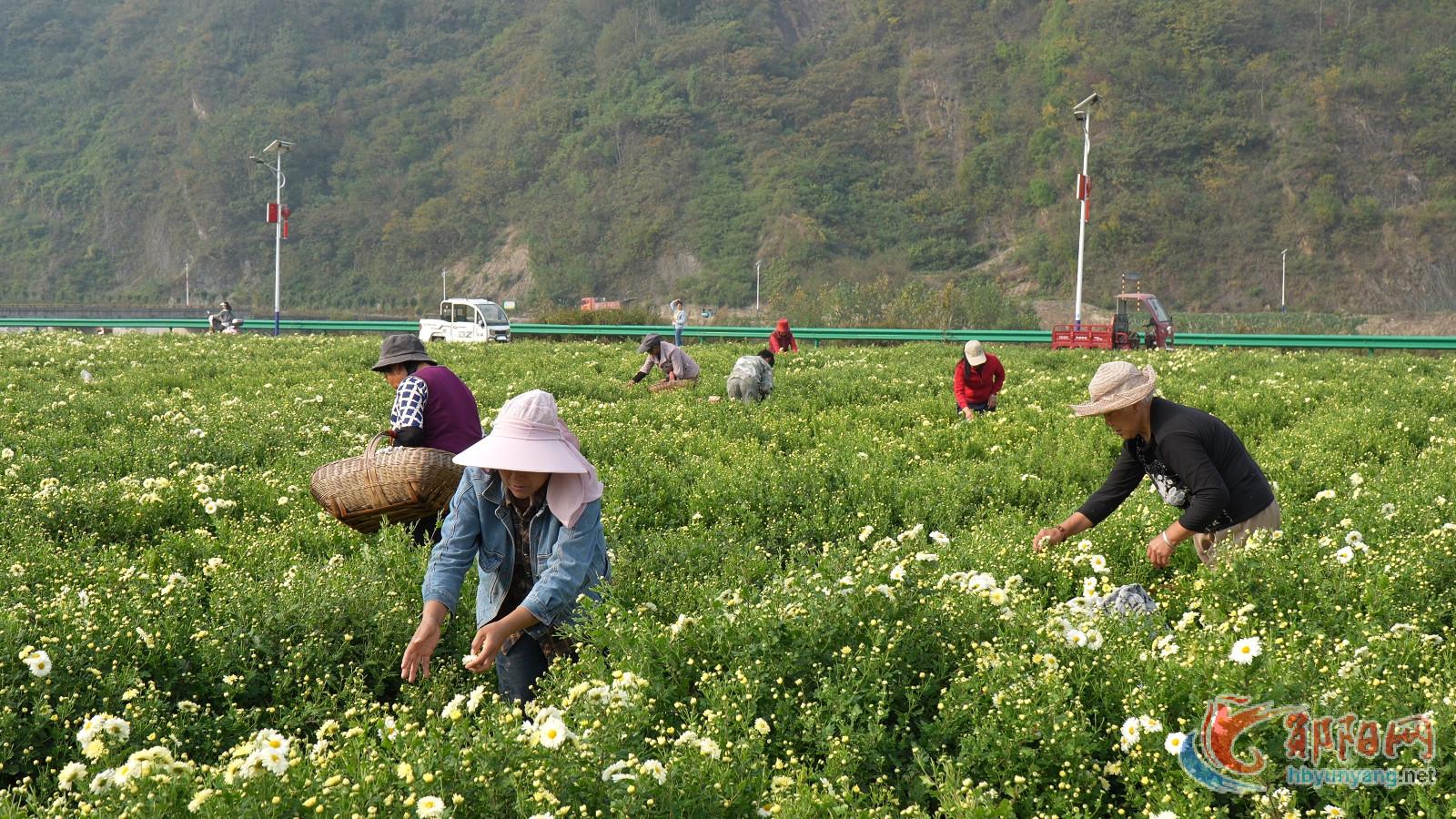 郧阳区五峰乡：菊花迎丰收 致富好产业