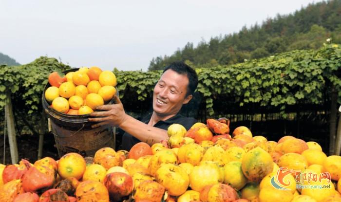 郧阳区南化塘镇吊瓜迎来丰收季
