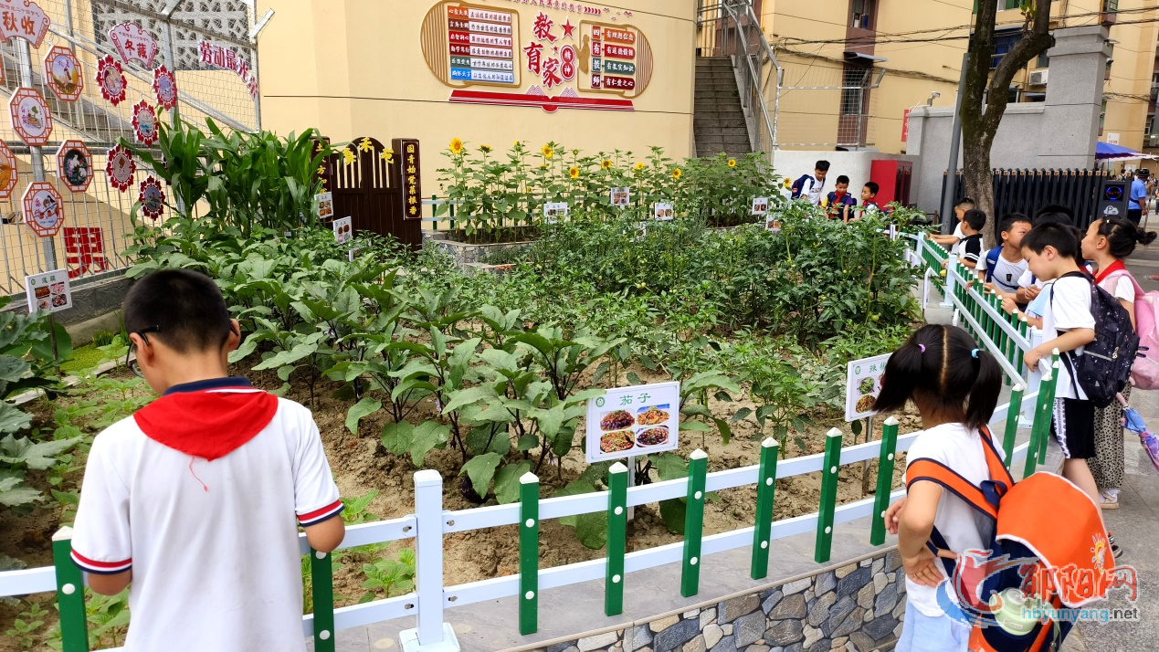 郧阳区新区小学：小小植物园开启劳动教育新课堂