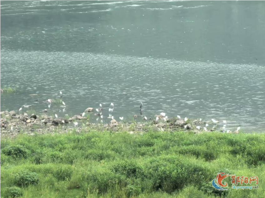 郧阳区：成群白鹭栖居湿地 增添无限灵气与诗意