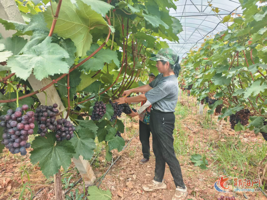 郧阳区茶店镇：葡萄丰收 果农增收