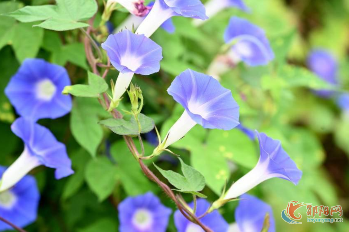 郧阳：牵牛花开添秋韵