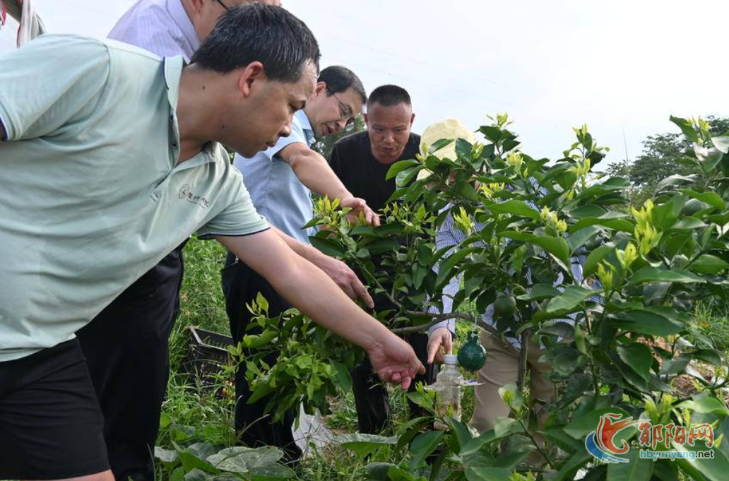 郧阳区核桃树垭村：“小灯笼”点亮致富路