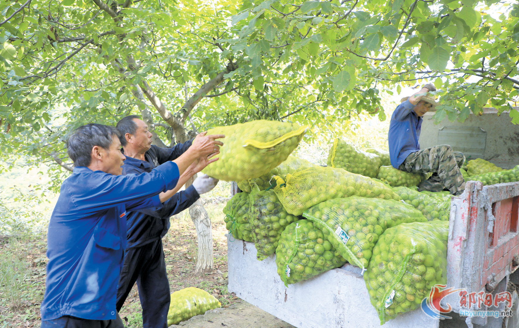 郧阳区谭家湾镇：小核桃成“金果子”