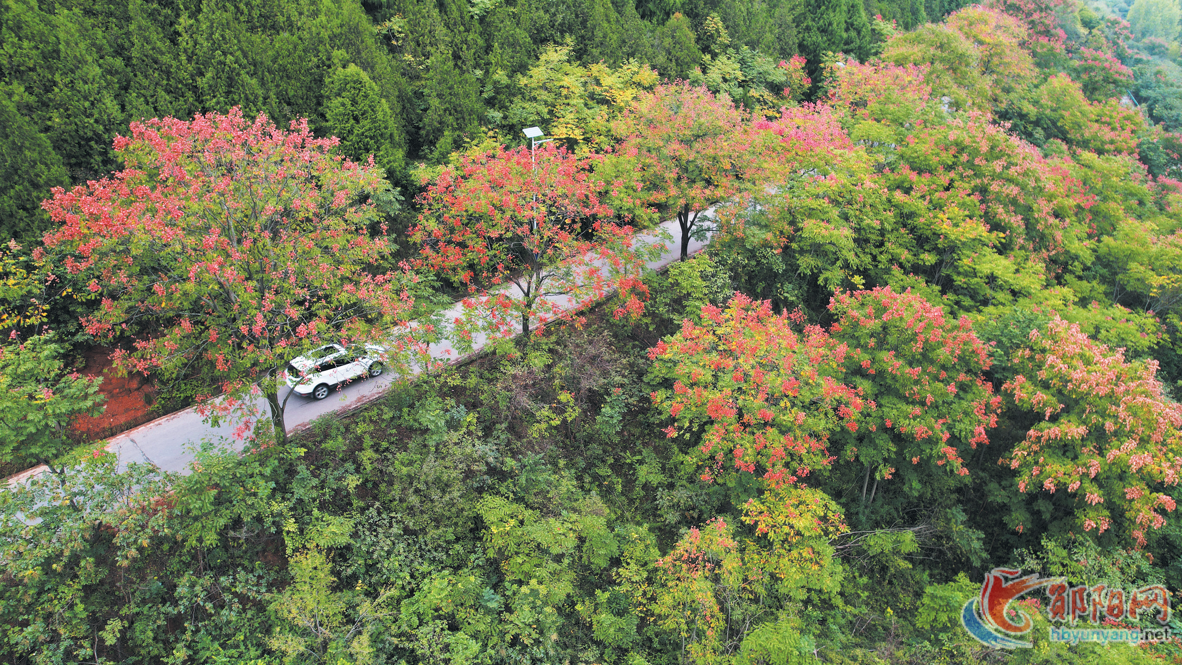 郧阳区柳陂镇：栾树红 染秋裳