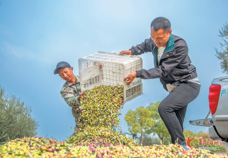 郧阳区安阳镇：油橄榄丰收 村民采摘忙