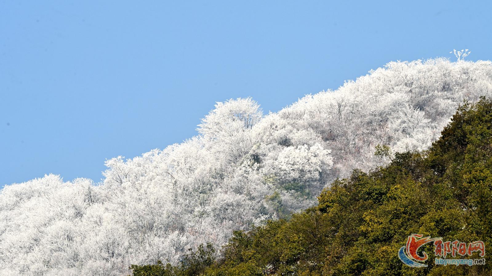 郧阳区：雪后雾凇美