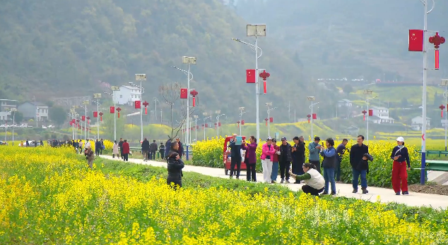 郧阳区五峰乡：万亩油菜花开 正是赏花好时节