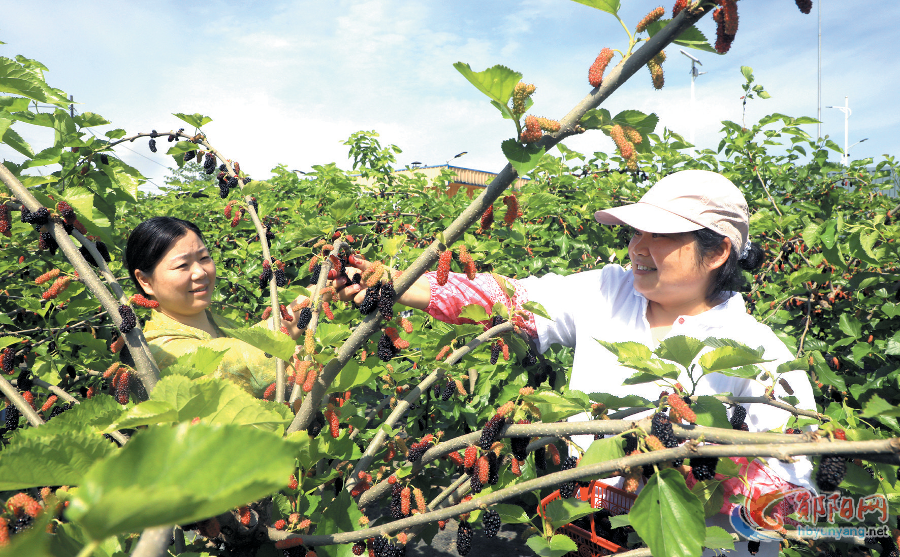 郧阳区柳陂镇：桑葚满枝头 果香醉游人