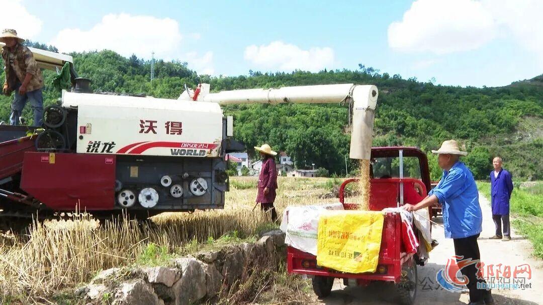 32万亩小麦成熟 郧阳全力以赴护夏粮颗粒归仓