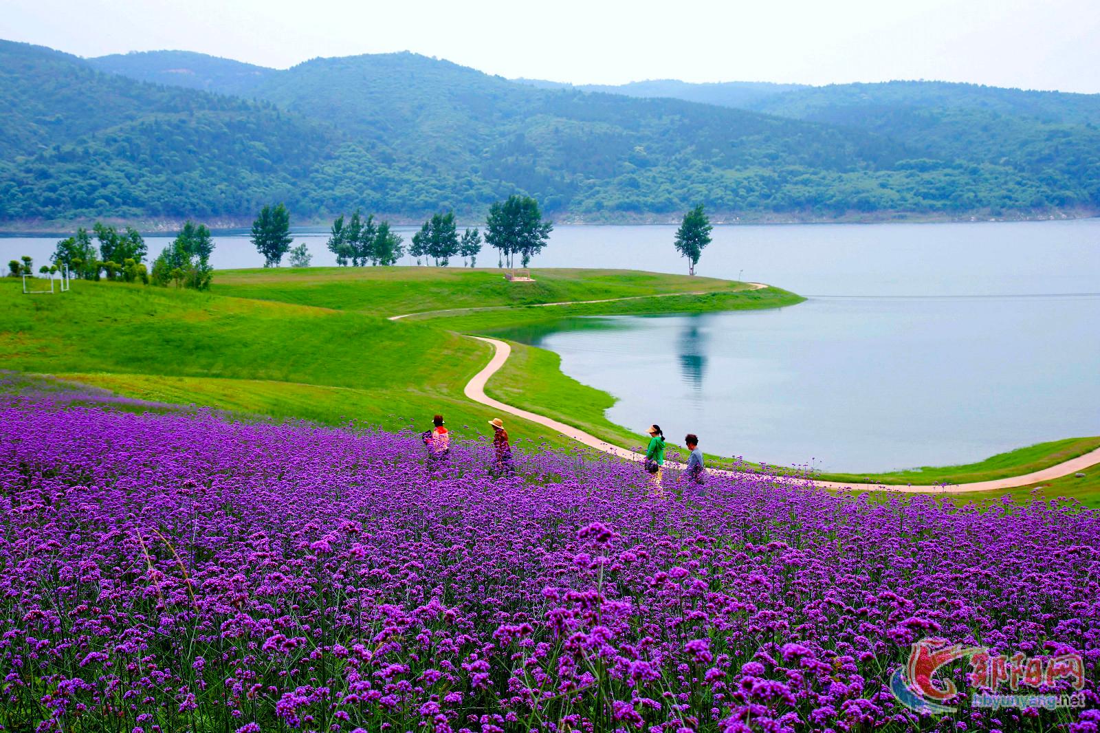 郧阳区：汉江绿谷花盛开 如画景观引客来