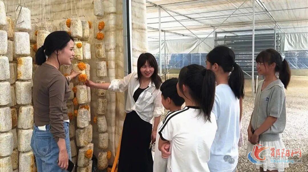 奋力建设滨江绿色发展先行区｜坤田农业：立体种植提产能 三产融合促振兴