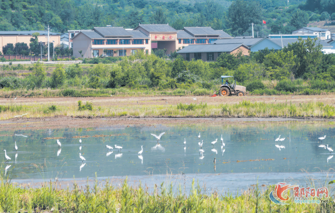 郧阳区：生态田园 鹭影蹁跹