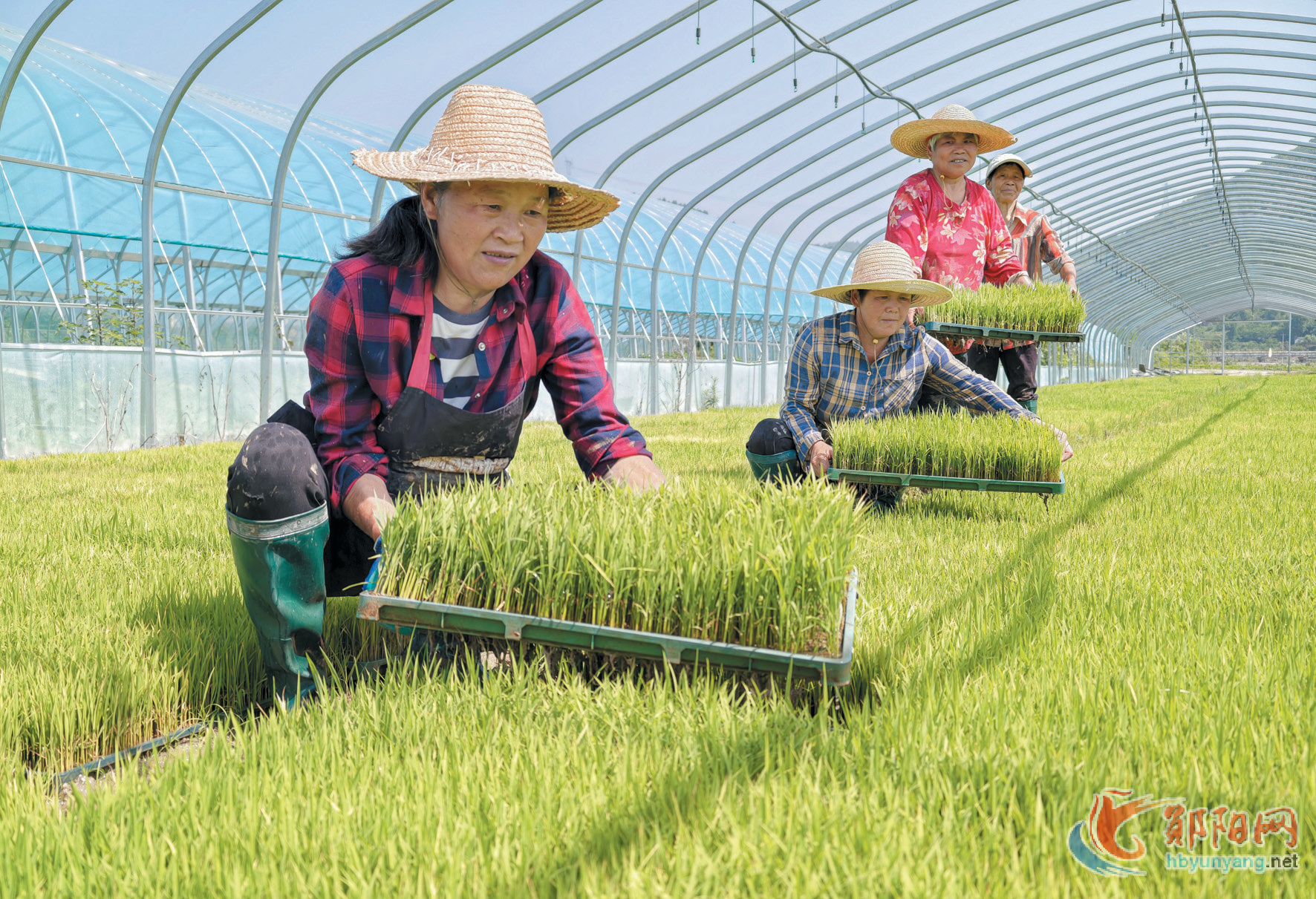 郧阳区安阳镇：水满田畴处 夏耕正当时