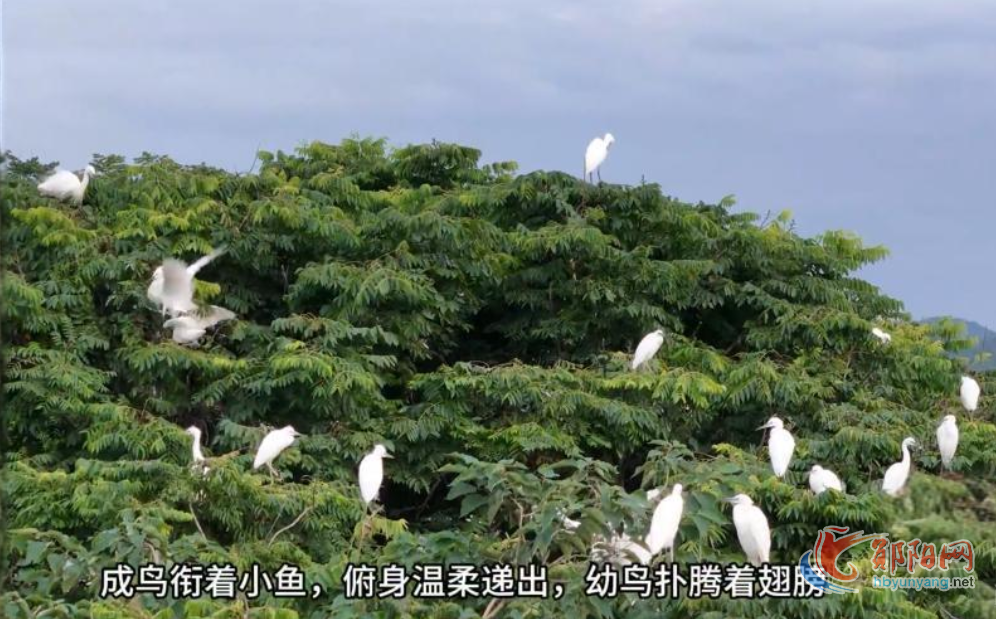 郧阳区茶店镇：日暮鹭归 江岸染金