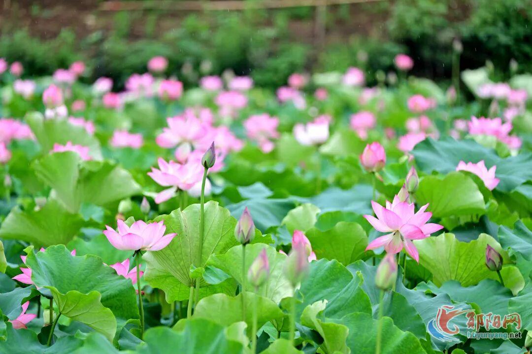 郧阳初夏限定！一池清荷，温柔整个盛夏