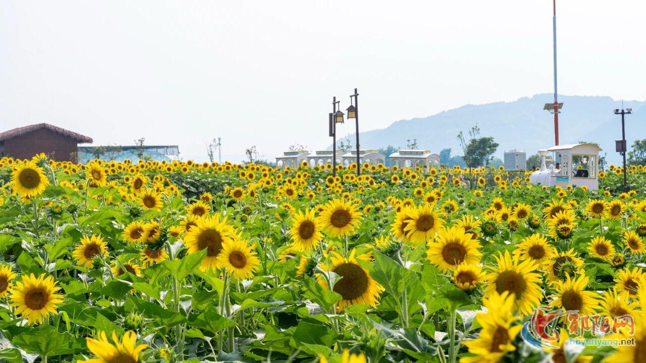 夏天氛围感天花板！向日葵花海等你来打卡~