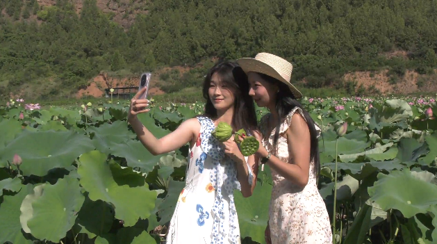 安阳镇藨湖村：盛夏荷花开 美景变 “钱景”