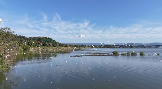 越冬候鸟陆续抵达 郧阳湖国家湿地公园添生机